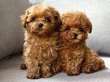 Toy Poodle Sevi̇mli̇ Yavrular Ev Üreti̇mi̇