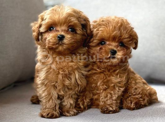Toy Poodle Sevi̇mli̇ Yavrular Ev Üreti̇mi̇ görsel