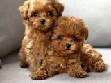 TOY POODLE SEVİMLİ YAVRULAR EV ÜRETİMİ