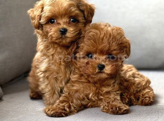 Toy Poodle Sevi̇mli̇ Yavrular Ev Üreti̇mi̇
