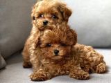 Toy Poodle Sevi̇mli̇ Yavrular Ev Üreti̇mi̇