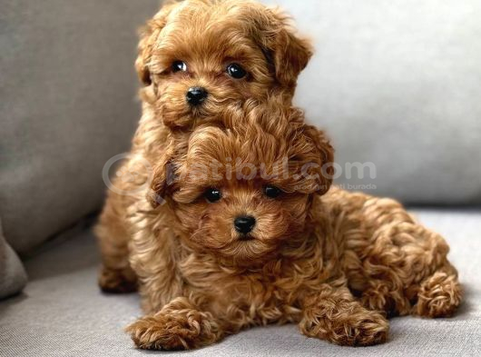 Toy Poodle Sevi̇mli̇ Yavrular Ev Üreti̇mi̇ görsel