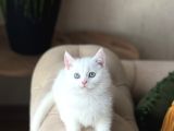 AŞIRI SOSYAL SEVİMLİ SURAT BEYAZ BRİTİSH SHORTHAİR
