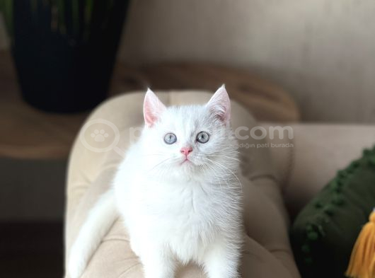 Aşiri Sosyal Sevi̇mli̇ Surat Beyaz Bri̇ti̇sh Shorthai̇r görsel