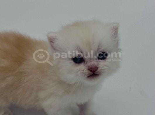 Disi Erkek 30 40 Günlük Yavrularimiz