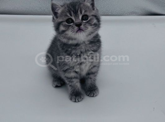 Erkek Yavrumuz 30 40 Günlük Sahiplerini Arıyor görsel