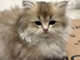 British Longhair Yavrular