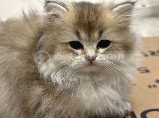 British Longhair Yavrular görsel