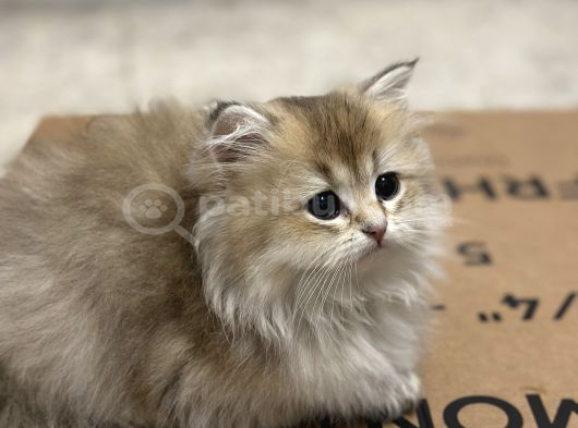 British Longhair Yavrular görsel
