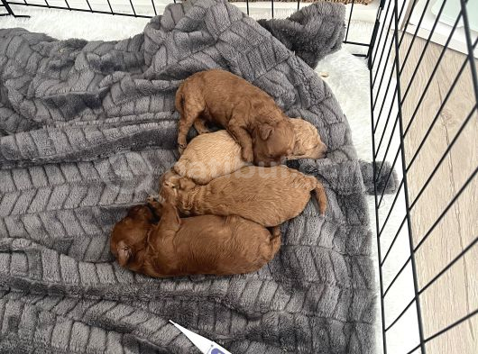 Orjinal Toy Poodle Yavrularımız Safkan görsel