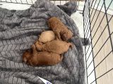 Orjinal Toy poodle yavrularımız safkan