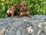 Red Brown Toy Poodle Bebekler Irk Ve Sağlık Garantili