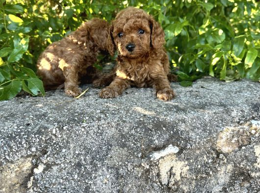 Red Brown Toy Poodle Bebekler Irk Ve Sağlık Garantili görsel