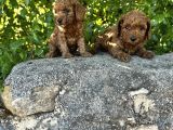 Red Brown Toy Poodle Bebekler Irk Ve Sağlık Garantili