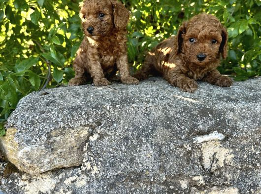 Red Brown Toy Poodle Bebekler Irk Ve Sağlık Garantili görsel