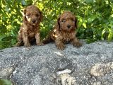 Red Brown toy poodle Bebekler Irk ve Sağlık Garantili
