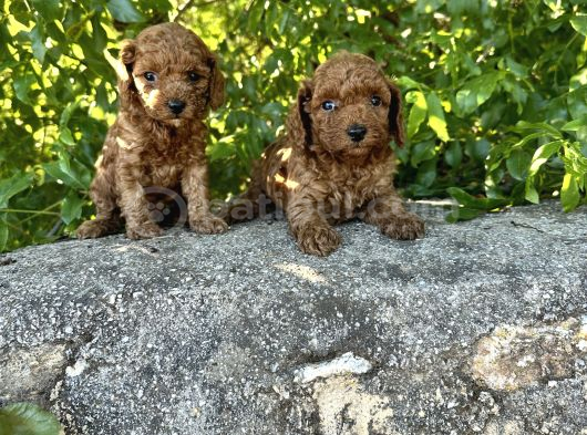 Red Brown toy poodle Bebekler Irk ve Sağlık Garantili