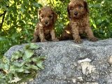 Red Brown Toy Poodle Bebekler Irk Ve Sağlık Garantili