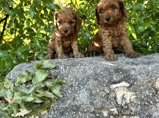 Red Brown Toy Poodle Bebekler Irk Ve Sağlık Garantili görsel