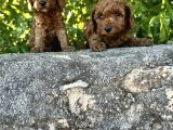 Red Brown Toy Poodle Bebekler Irk Ve Sağlık Garantili