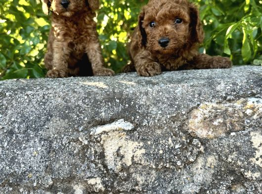 Red Brown Toy Poodle Bebekler Irk Ve Sağlık Garantili görsel