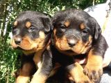 Irk Garantili A Kalite Rottweiler Yavruları