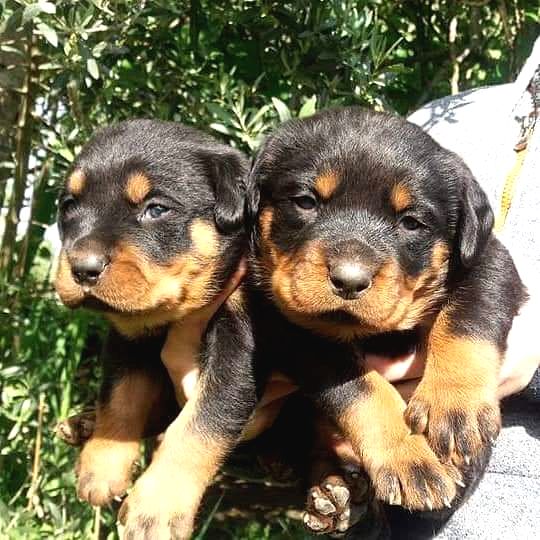 Irk Garantili A Kalite Rottweiler Yavruları