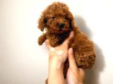 Safkan Red Toy Micro Poodle Yavruları Sağlıklı Aşılı