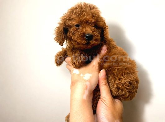 Safkan Red Toy Micro Poodle Yavruları Sağlıklı Aşılı görsel