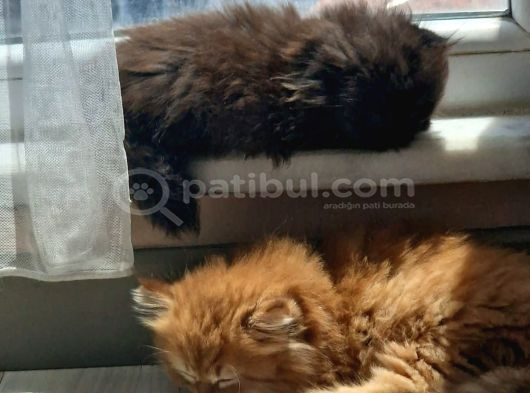 3 Adet Yavrumuz Var Yuva Arıyoruz görsel