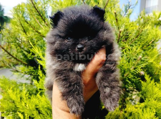A Kalite Tedy Bear Pomeranian Yavruları görsel