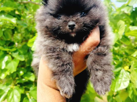 A Kalite Tedy Bear Pomeranian Yavruları görsel