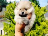 A Kalite Tedy Bear Pomeranian Yavruları
