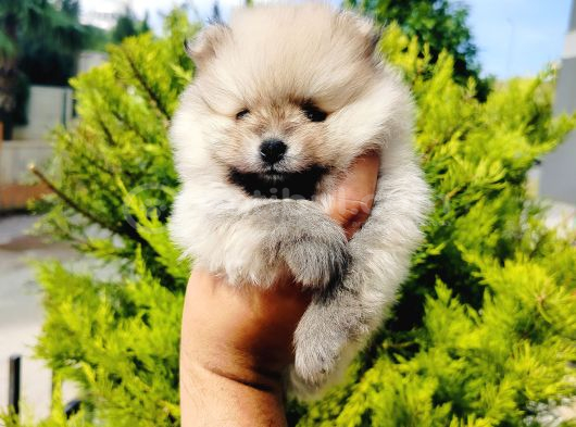 A Kalite Tedy Bear Pomeranian Yavruları görsel