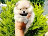 A kalite tedy bear pomeranian yavruları