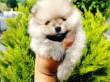 A Kalite Tedy Bear Pomeranian Yavruları