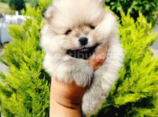 A Kalite Tedy Bear Pomeranian Yavruları görsel