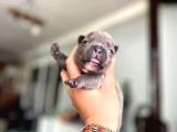 Süper Anatomi Irk - Sağlık Garantili French Bulldog Yavrular