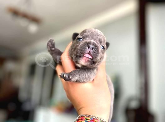 Süper Anatomi Irk - Sağlık Garantili French Bulldog Yavrular