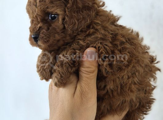 Toy Poodle Yavrularımız görsel