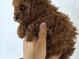 Toy Poodle Yavrularımız