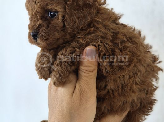 Toy Poodle Yavrularımız görsel
