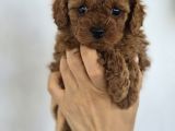 Toy Poodle Yavrularımız