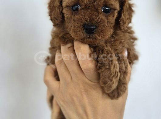 Toy Poodle Yavrularımız görsel