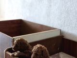 Toy Poodle Yavrularımız