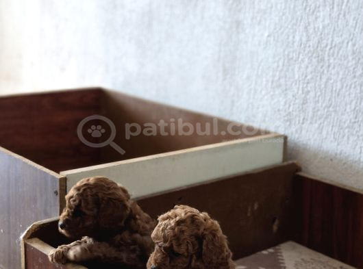 Toy Poodle Yavrularımız görsel
