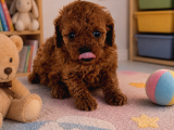 Toy poodle yavrularımız