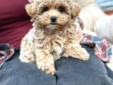 MALTİPOO CİNSİ YAVRULAR EV ÜRETİMİ