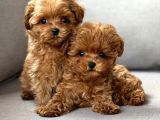 Toy Poodle Sevi̇mli̇ Yavrular Ev Üreti̇mi̇