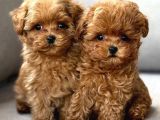 TOY POODLE SEVİMLİ YAVRULAR EV ÜRETİMİ